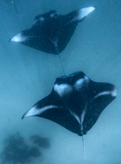 Day 2 經典出海 Manta 風暴 (活動午餐)→飯店內享用晚餐