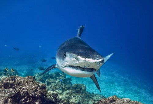 2026年 鯊來了。護士鯊 X 虎鯊 馬爾地夫玩水活動團行程 七日 馬爾地夫旅遊-鯊來了。護士鯊共游X水肺虎鯊 雙居民島行程 八日