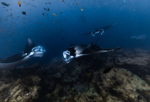 2026年 風暴之旅。護士鯊共游 X Manta風暴 馬爾地夫玩水活動團行程 七日 2026年 風暴之旅。護士鯊共游 X Manta風暴 馬爾地夫玩水活動團行程 七日