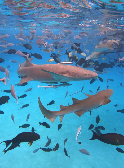 經典 Shark bay 全日出海之旅(護士鯊共遊/魟魚觀賞/海豚巡弋/無人島沙洲/活動簡餐)→返回島上休息→酒店內享用晚餐
