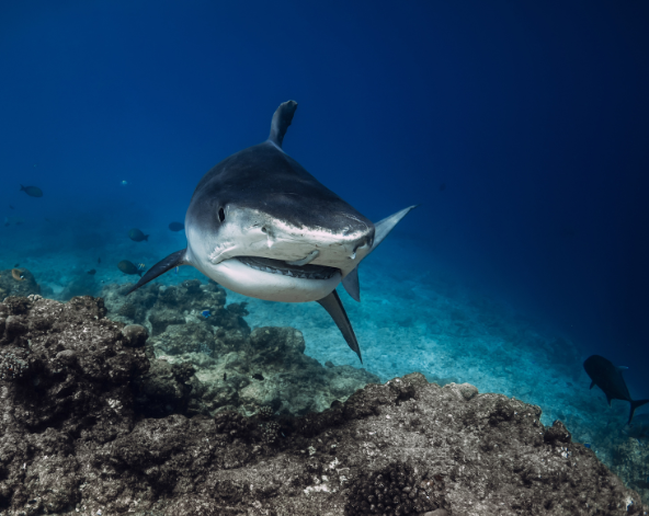 早餐後退房→居民島上自由活動→回到機場島→飛往轉機地