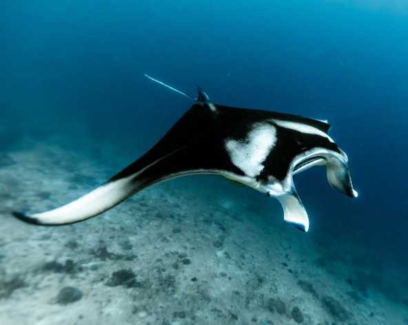 經典出海 Manta 風暴 (活動午餐)→稍作休息→酒店內享用