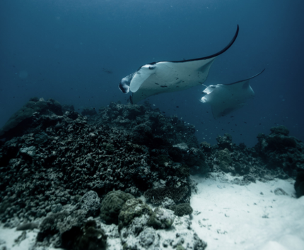 全日渡假島自由活動