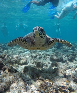 馬爾地夫旅遊推薦-馬爾地夫自由潛水潛旅六日