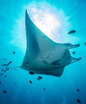 MANTA RAY 鬼蝠魟