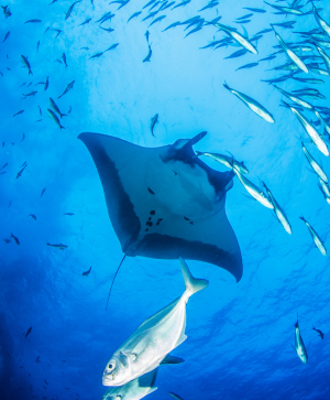 2026年 風暴之旅。護士鯊共游 X Manta風暴 馬爾地夫玩水活動團行程 七日 2026年 風暴之旅。護士鯊共游 X Manta風暴 馬爾地夫玩水活動團行程 七日