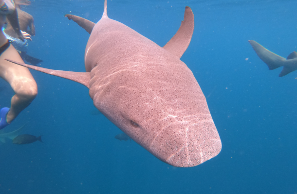 經典SHARK BAY出海行程(含活動午餐) →自由活動→酒店內休息