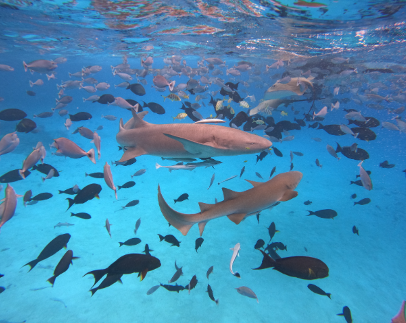 經典出海 護士鯊&魟魚共遊、海豚巡弋、無人島沙洲 (活動午餐)→稍做休息→酒店晚餐