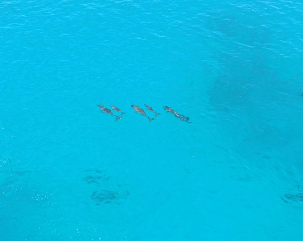 經典出海 護士鯊&魟魚共遊、海豚巡弋、無人島沙洲 (活動午餐)→稍做休息→酒店晚餐