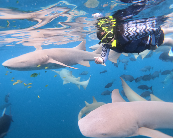 經典SHARK BAY出海行程(含活動午餐)→自由活動→酒店內休息