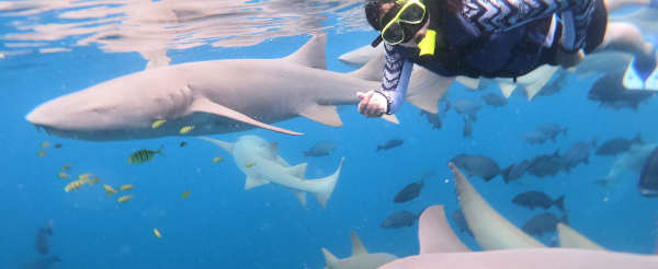 SHARK BAY全日出海跳島-與護士鯊&魟魚共遊、海豚巡弋、無人島沙洲 (活動午餐)→稍做休息→自由探索