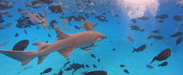 SHARK BAY全日出海跳島-與護士鯊&魟魚共遊、海豚巡弋、無人島沙洲 (活動午餐)→稍做休息→自由探索