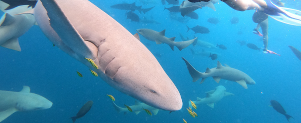 SHARK BAY全日出海跳島-與護士鯊&魟魚共遊、海豚巡弋、無人島沙洲 (活動午餐)→稍做休息→自由探索