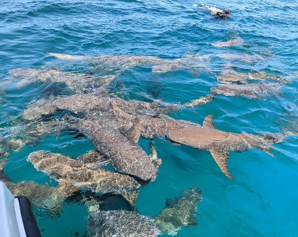 經典SHARK BAY出海行程(含活動午餐)→島上自由活動 (晚餐可在島上自行選擇餐廳)