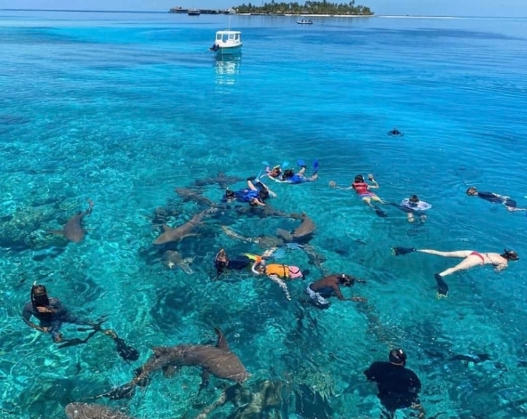 經典SHARK BAY出海行程(含活動午餐)→島上自由活動 (晚餐可在島上自行選擇餐廳)