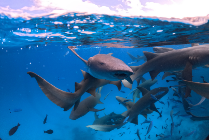 DAY3 Shark bay+沈船之旅(活動午餐)→返回島上自由散策(可以搭配鈦美精選美食地圖解鎖晚餐時光)