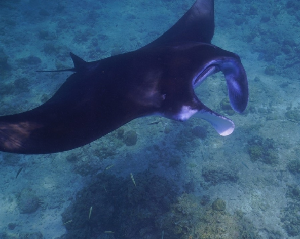 DAY5 經典出海 Manta 風暴 (活動午餐)→島上自由活動 (自行探索島上餐點)