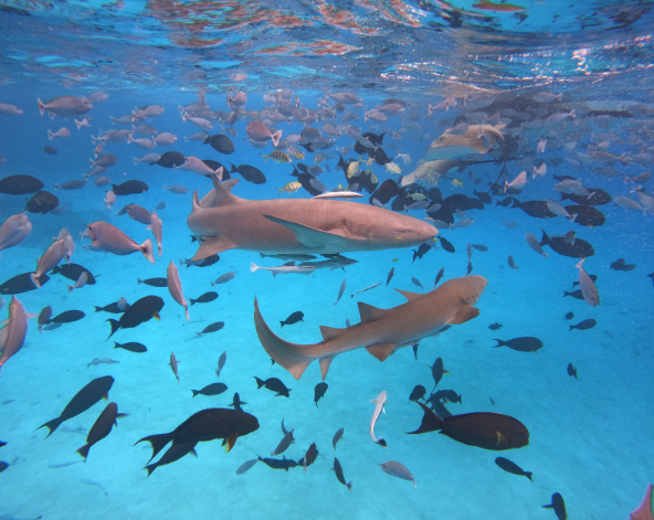 經典出海 護士鯊&魟魚共遊、海豚巡弋、無人島沙洲 (活動午餐)→稍做休息→居民島上自由散策