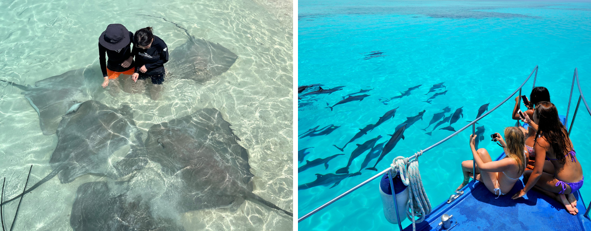 經典 Shark bay 全日出海之旅(護士鯊共遊/魟魚觀賞/海豚巡弋/無人島沙洲/活動簡餐)→返回島上休息→酒店內享用晚餐