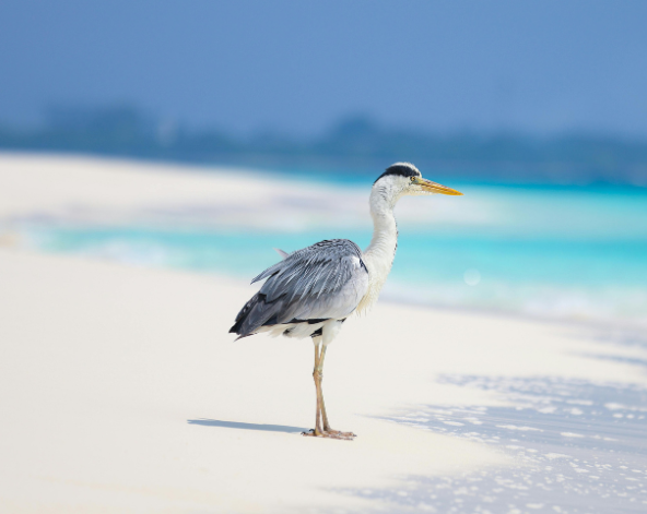 桃園→吉隆坡→馬列機場→前往國內航廈轉乘國內航班→飛往達拉萬度居民島→島上自由活動
